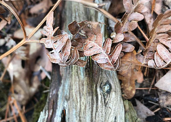 Dried Fern