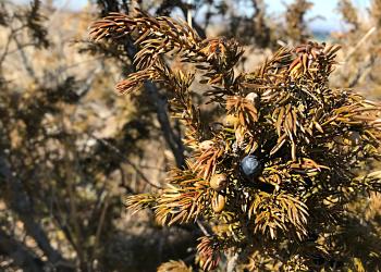 Juniper on Beach