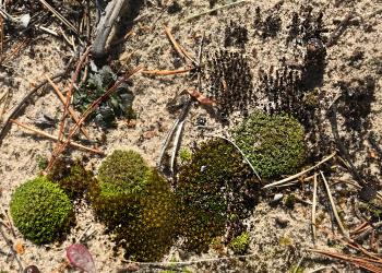 Moss on Beach