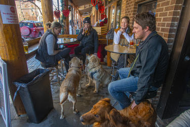 People sharing a drink at Ace Hi on Washington Ave. patio with their golden retrievers during 2022 Goldens in Golden event