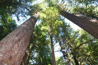 Tall Trees By Jack Hilson