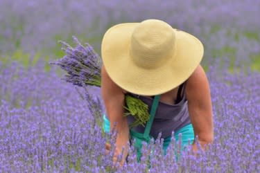 Lavender Festival, McKenzie River by Thomas Moser