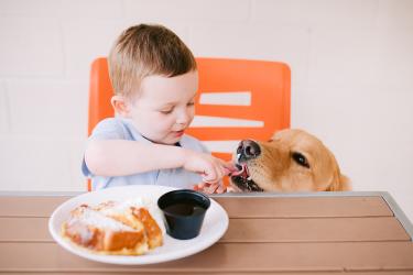 dog and child feeding it