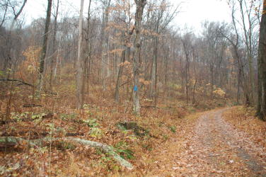 View of the fall foliage along the Terrace Mountain Trail at Raystown Lake