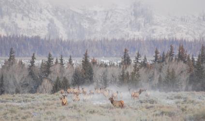 running elk