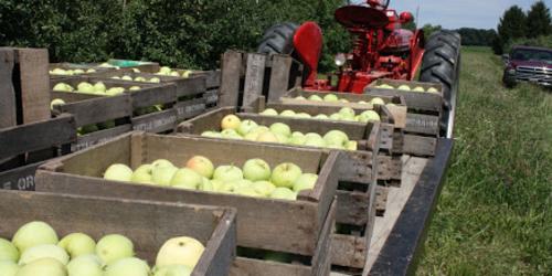 Boxes of Apples at Tuttle Orchards