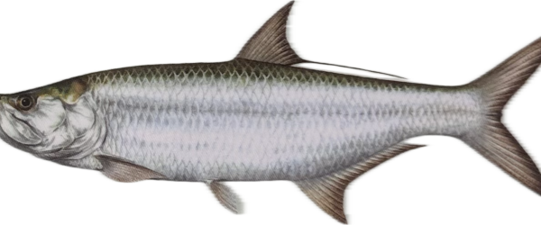Tarpon