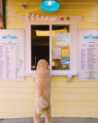 Dog at order window of Just Chillin' in Mandeville 