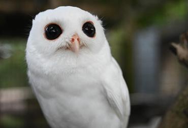DTN - STL - Peace River Wildlife Center