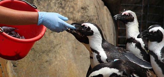 penguins