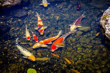 Koi Pond at IguanaLand