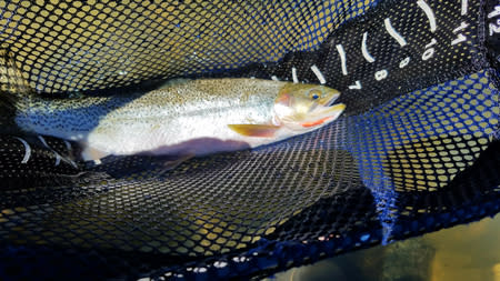 Cutthroat Trout | Photo: Wild Trout Outfitter Guide Joe Vallatis