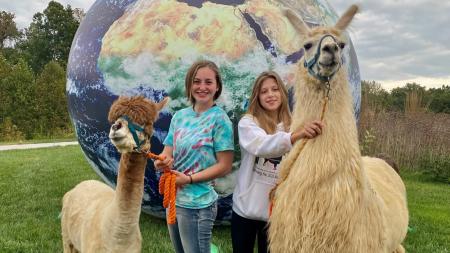 Alpacas at the Hendricks County International Festival; photo courtesy of the Hendricks County International Festival Facebook Page