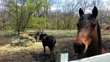Horses at Natural Valley Ranch
