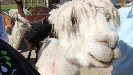 Gentle and curious alpaca at Montrose Farms