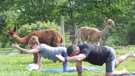 Montrose Farm alpaca yoga