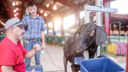 You can see plenty of animals at the Hendricks County 4-H Fair