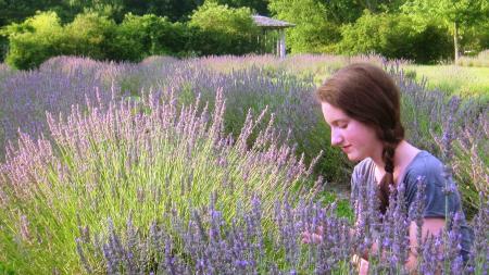 Willowfield Lavender Farm in Mooresville (Photo courtesy of the Willowfield Lavender Farm Facebook page)