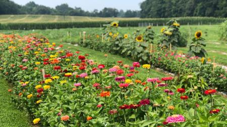 Public Flower Picking Days at Stone Lake Farms — Together We Heal