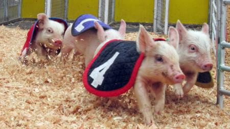 Swifty Swine pigs (Photo courtesy of Swifty Swine Productions)