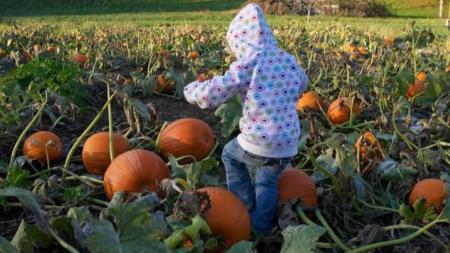 Nehemiah Ranch pumpkin patch (Photo courtesy of the Nehemiah Ranch Facebook page)