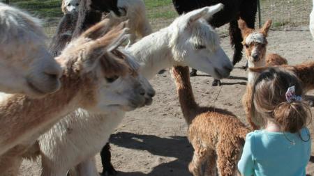 Explore the world of alpacas at Montrose Alpaca Farms in Brownsburg.