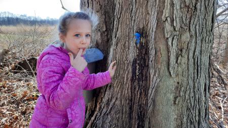 Learn how maple syrup goes from tree to bottle at Maple Syrup Days!