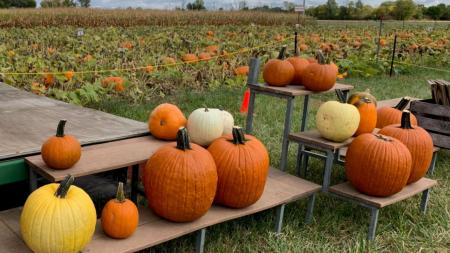Enjoy pumpkins and a corn maze among other activities at Hogan Farms in Brownsburg