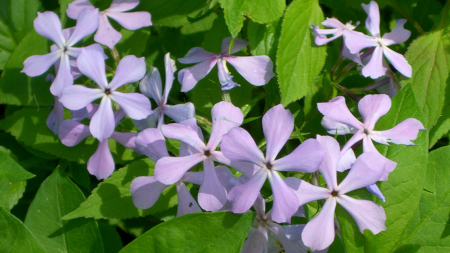 Woodland phlox is a colorful -- and native -- wildflower that can be found in Burnett Woods.