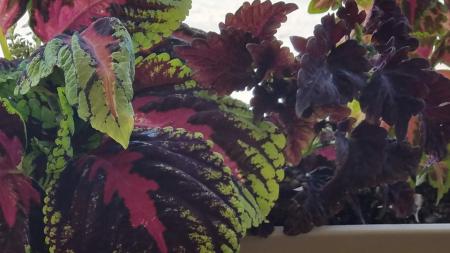 Coleus clippings are easy to swap with fellow plant enthusiasts!