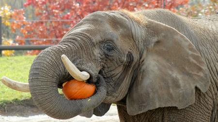 Elephants at the Zoo (Photo courtesy of Indianapolis Zoo Facebook page)