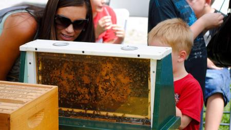 Learn about the essential role of all pollinators