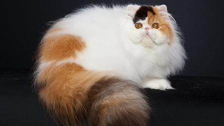 Indy Cat Show