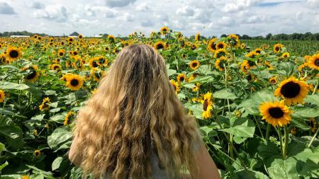 Girl in Sunflower Field at Beasley's Orchard