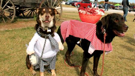 Dog Daze at the Maze cat Beasley's Orchard