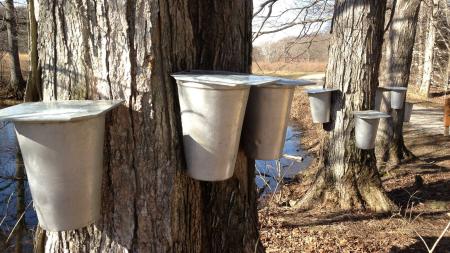 Witness the process of collecting sugar maple sap in the Sugar Bush at McCloud Nature Park.