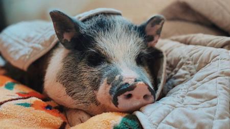 Oinking Acres Farm Rescue & Sanctuary