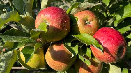 Apples at Beasley's Orchard