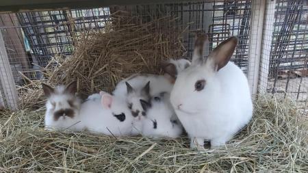 Bunnies, Photo Courtesy of the Natural Valley Ranch Facebook Page