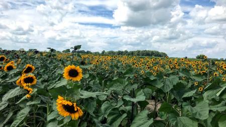 Field of Sunflowers at Beasley's Orchard