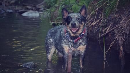 Sodalis Nature Park is a fun place for dogs to explore and splash around.