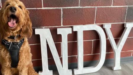 Cashew the Irishdoodle gives Paw Street Bakery his tongue of approval!