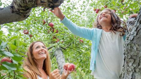 U-pick apples at Beasley's Orchard