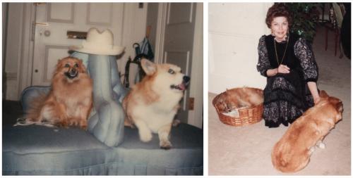 Photos of two dogs, Ava's and Nahid's, sitting together