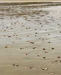 Clams on Pismo Beach