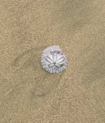 Pismo Beach Sand Dollar