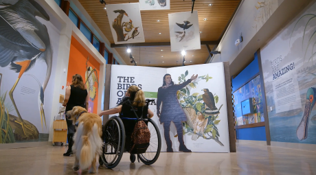 A woman in a wheelchair is pictured (center) with her guide dog and tour guide inside the John James Audubon Center Birds of America exhibit. They are facing the signage with their backs to the camera.