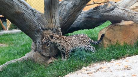 Elmwood Park Zoo Jaguar