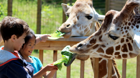 Elmwood Zoo Giraffe