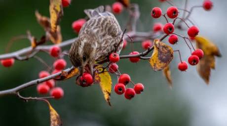 A bird on a tree branch